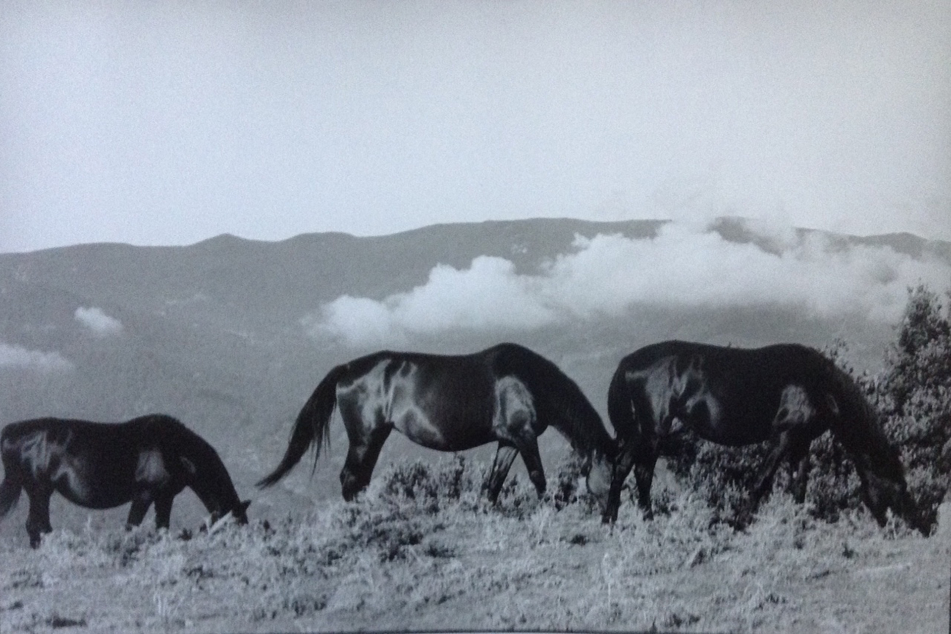 Horses from San Fratello and elsewhere